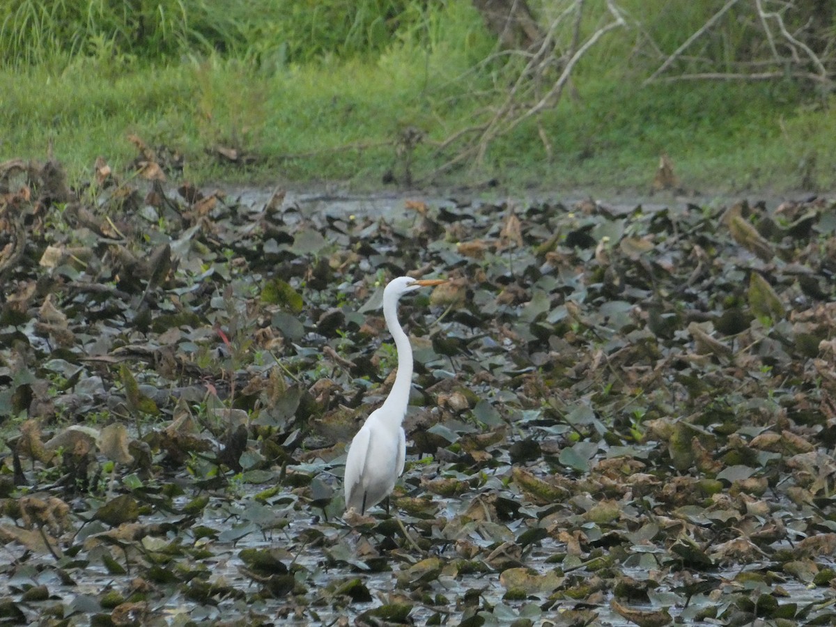 Great Egret - ML620484927