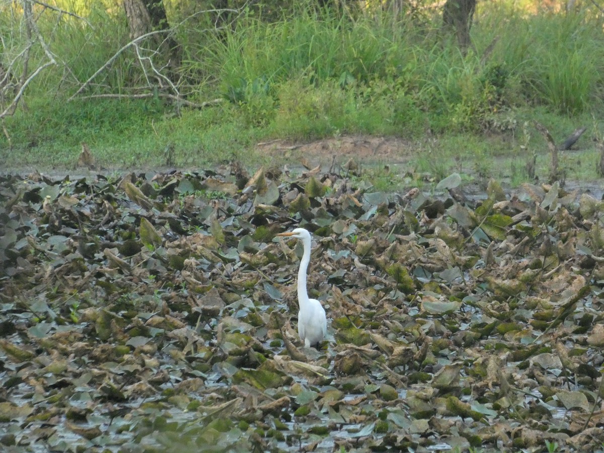 Great Egret - ML620484928