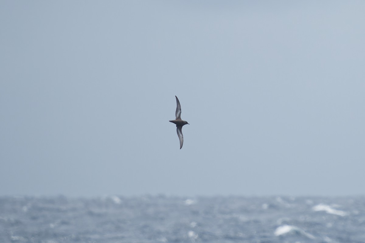 Short-tailed Shearwater - ML620484929