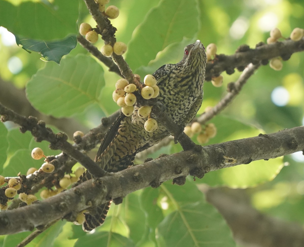 Asian Koel - ML620484939