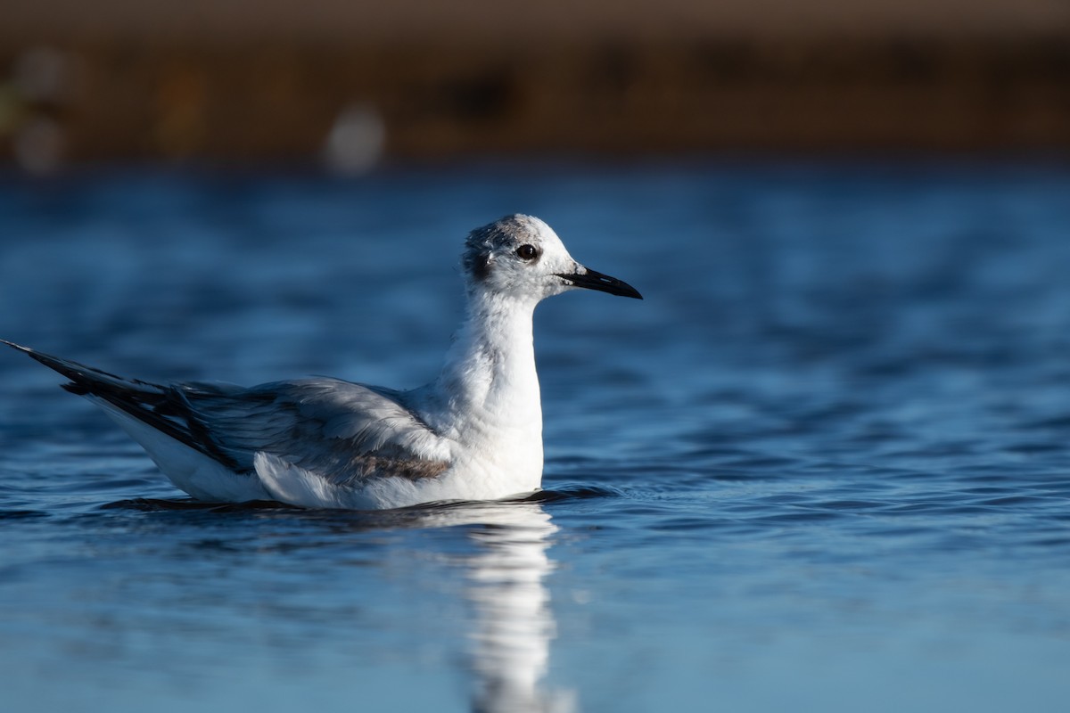 Bonaparte's Gull - ML620484941