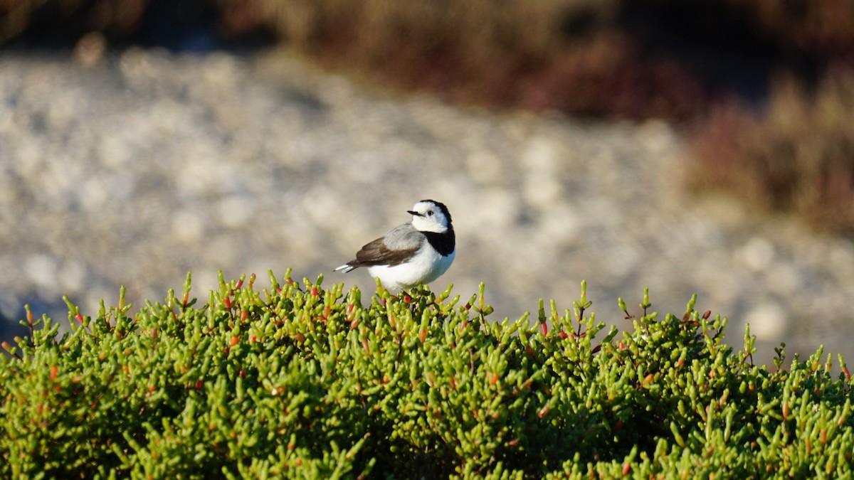 White-fronted Chat - ML620484942
