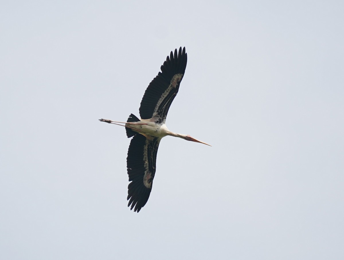 malaystork - ML620484946