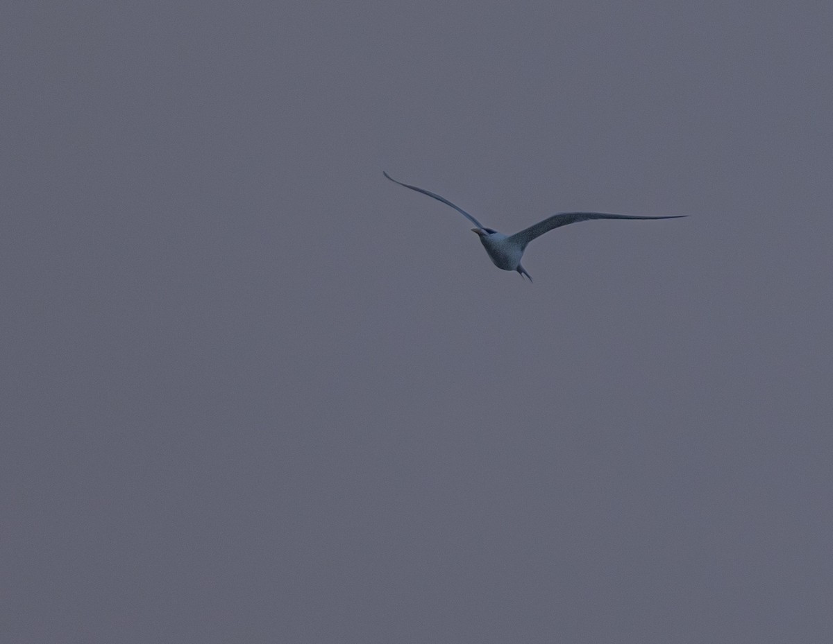 Great Crested Tern - Chai Eng Law