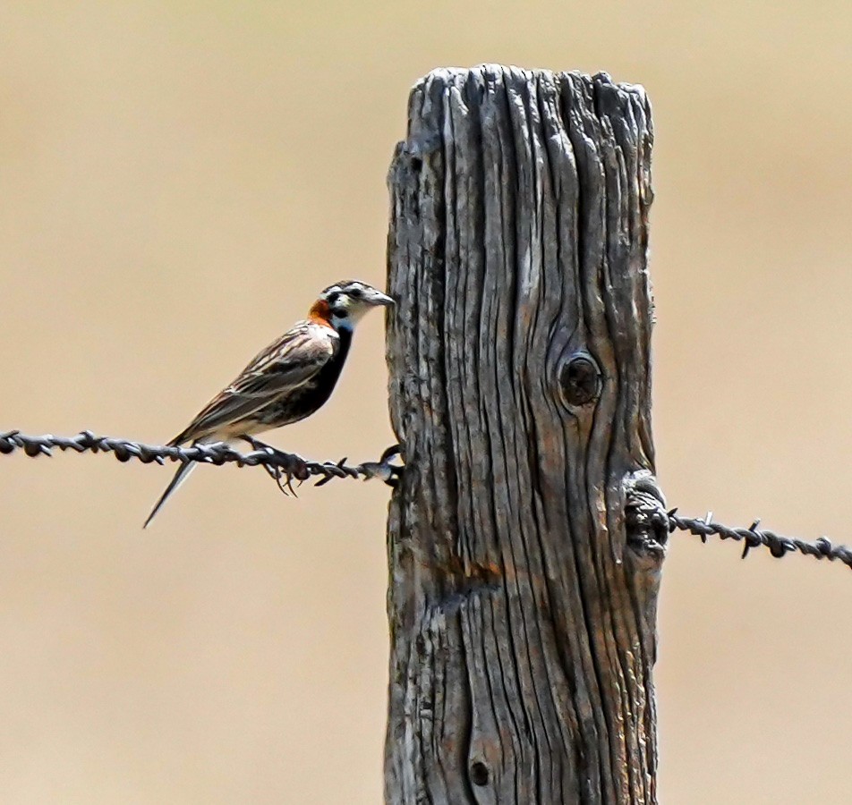 Chestnut-collared Longspur - Ken Stuckey