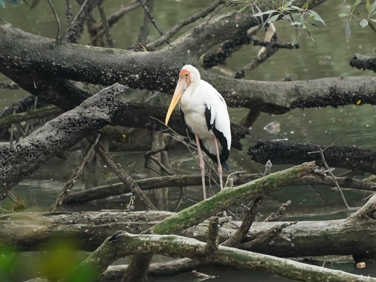 Painted Stork - Keng Keok Neo