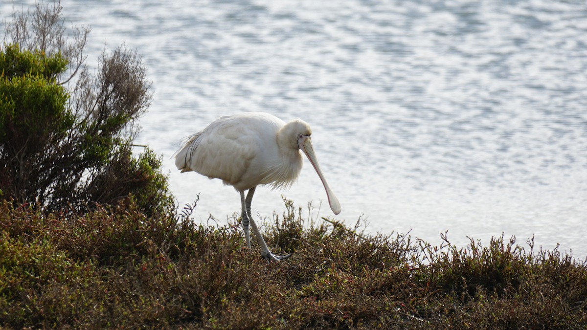 Yellow-billed Spoonbill - ML620484955