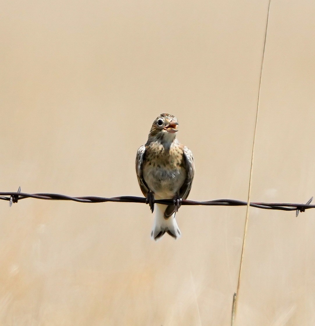 Thick-billed Longspur - ML620484959