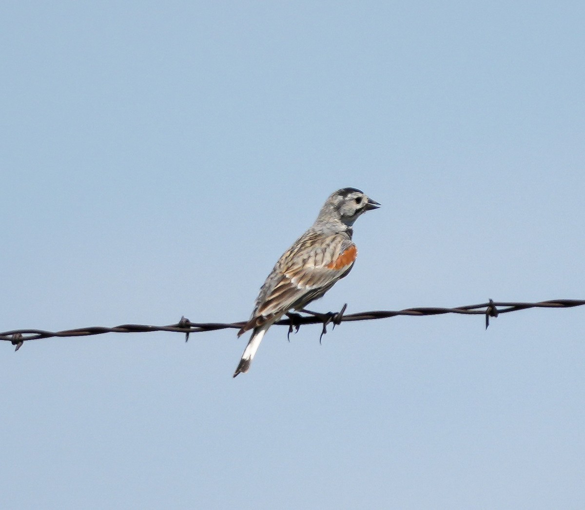 Thick-billed Longspur - ML620484960