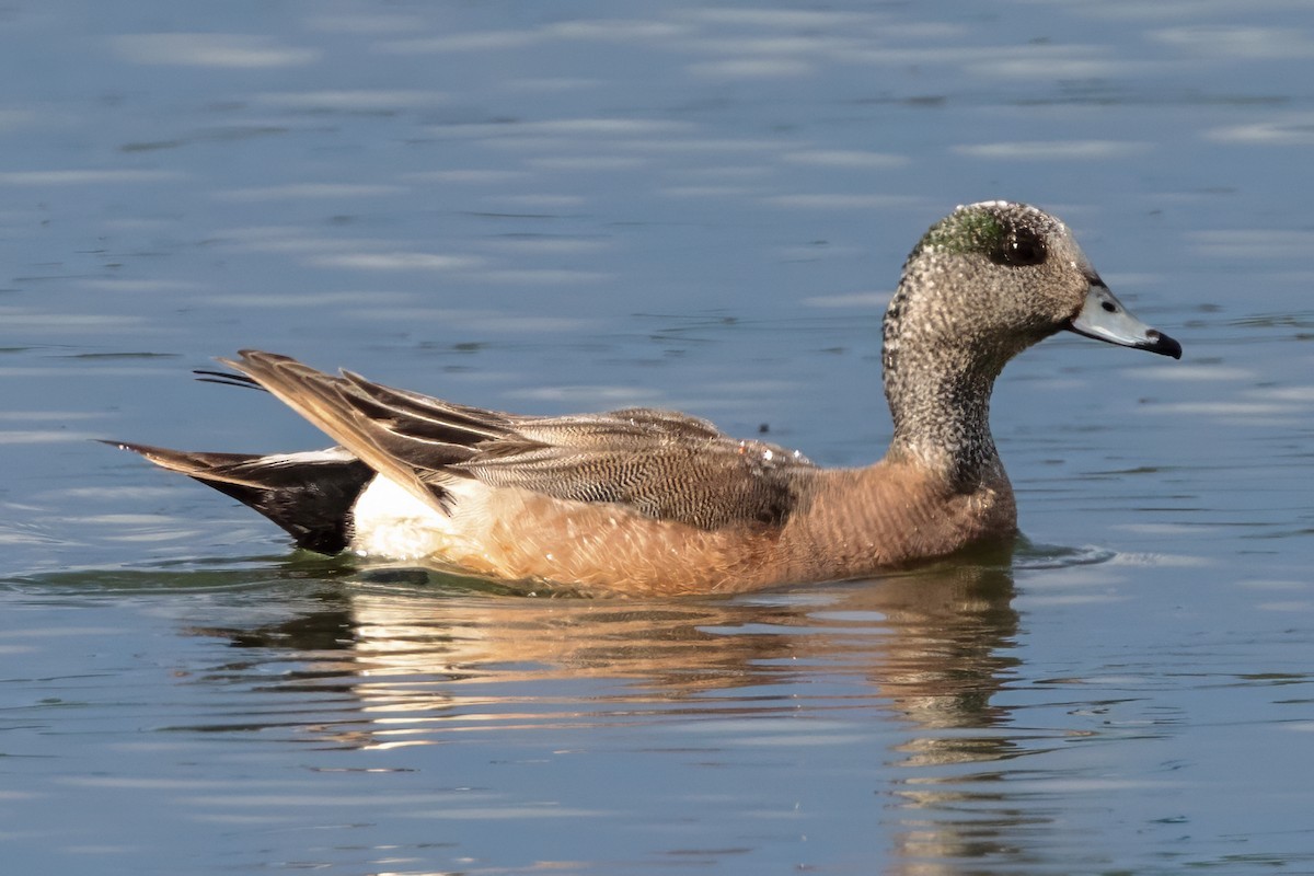 American Wigeon - ML620484965