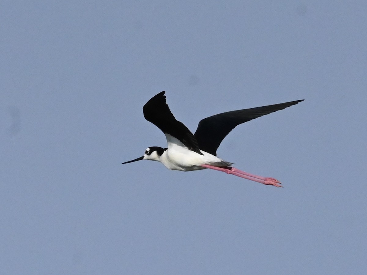 Black-necked Stilt - ML620484966