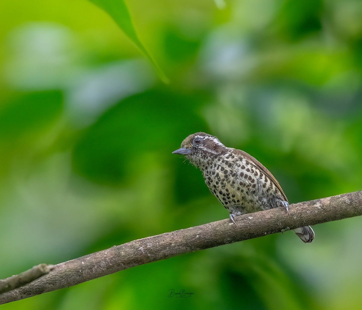 Speckled Piculet - ML620484968
