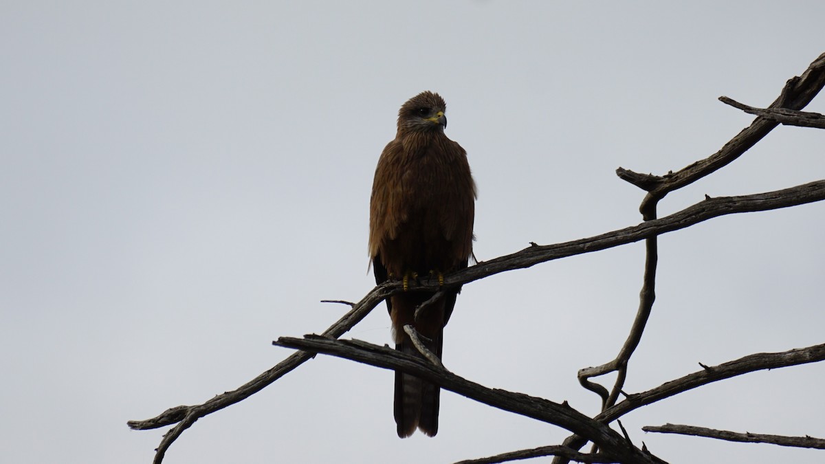 Black Kite - Daniel Delany