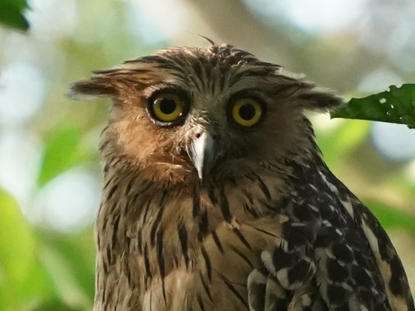 Buffy Fish-Owl - ML620484984