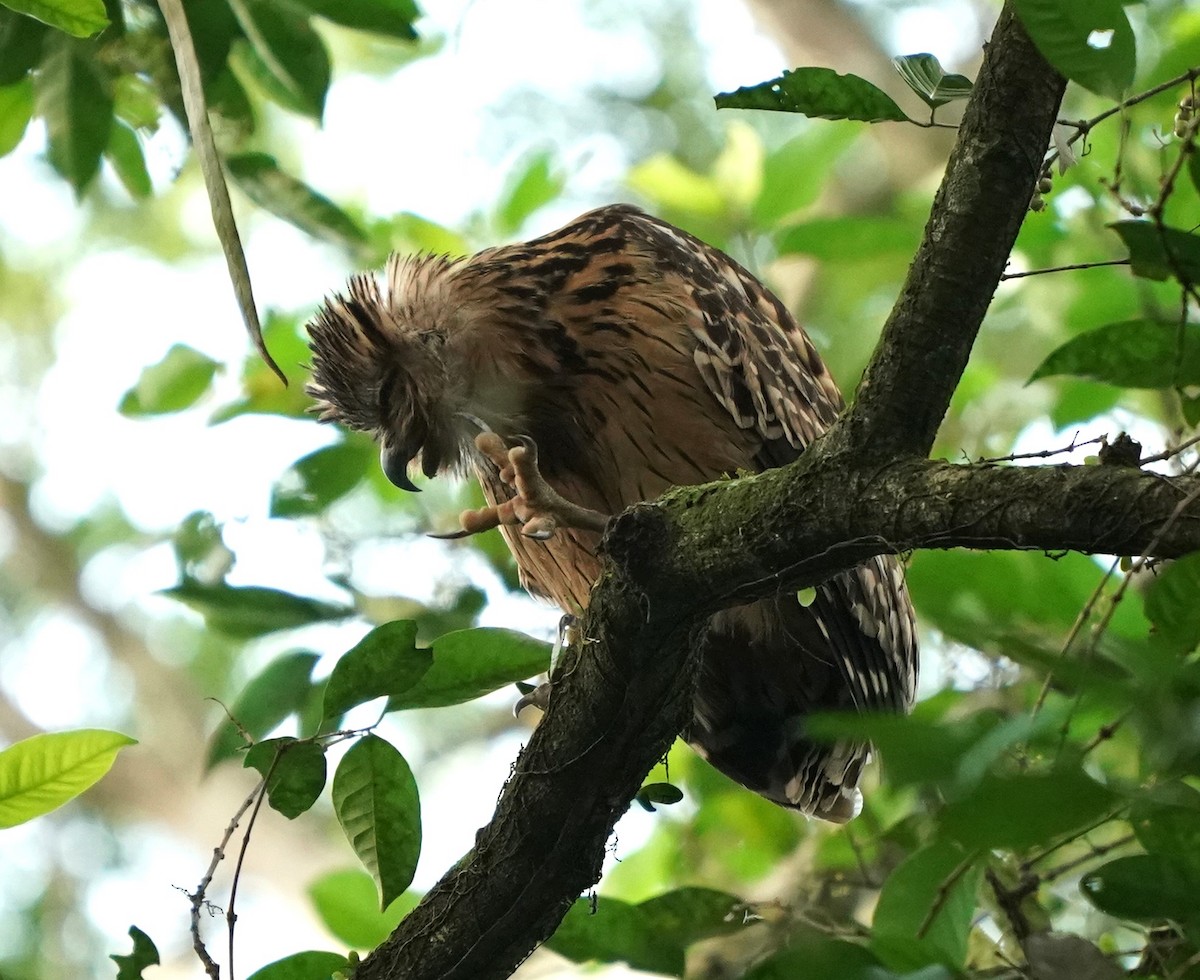 Buffy Fish-Owl - ML620484987