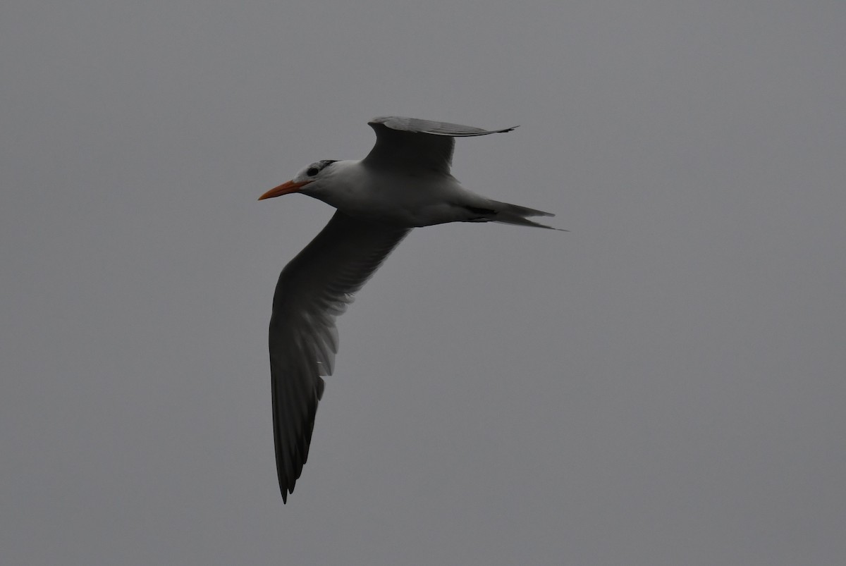 Royal Tern - ML620484989