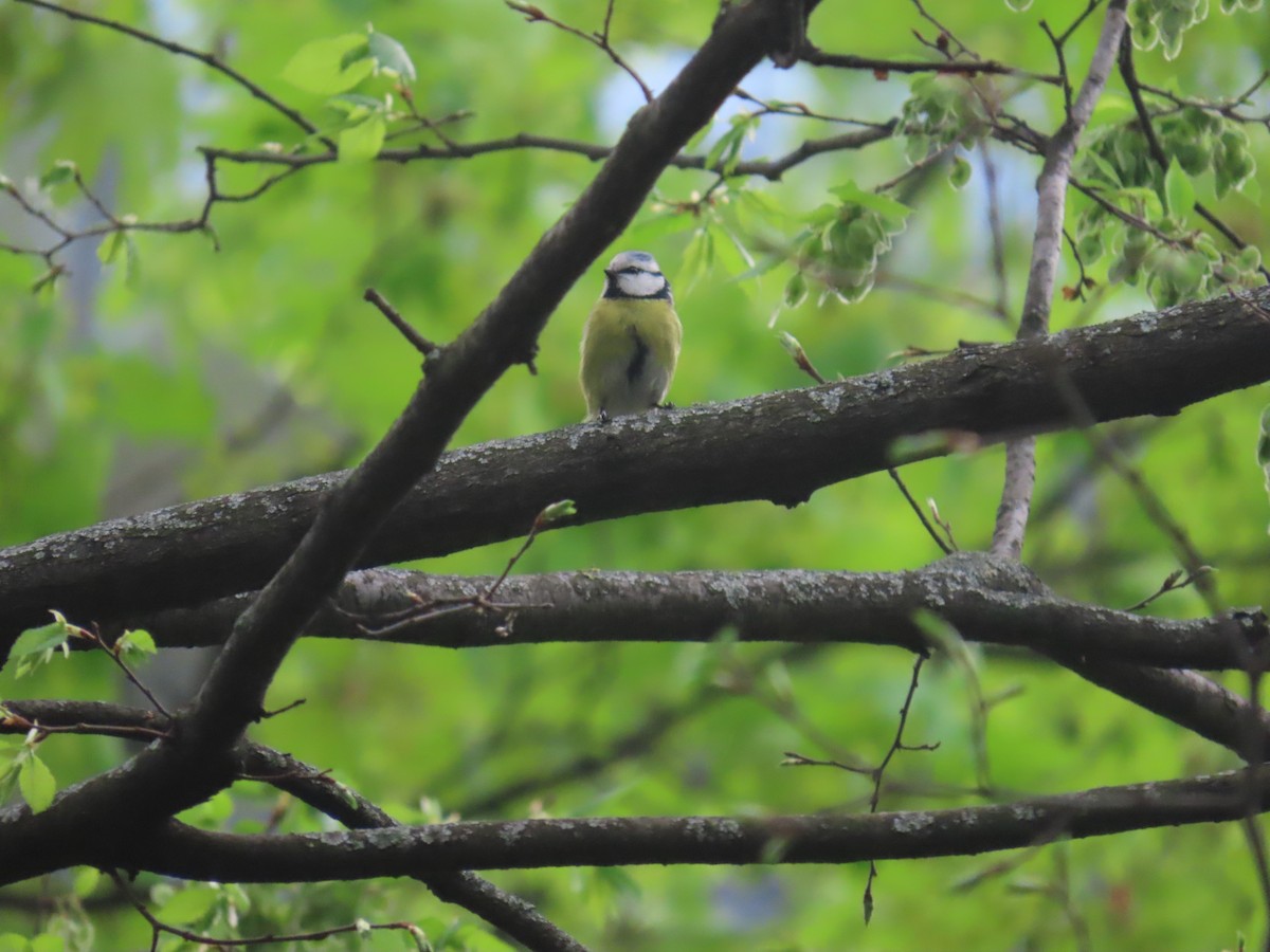 Eurasian Blue Tit - ML620484990