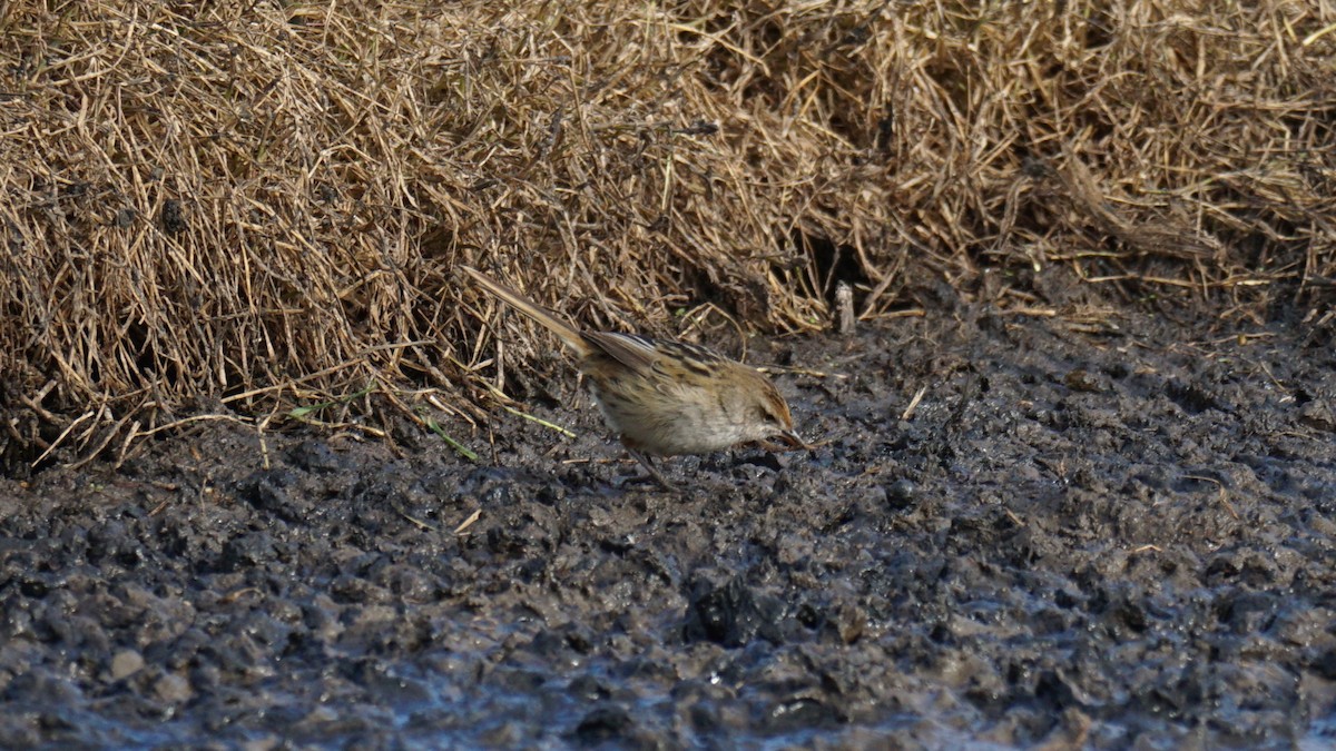 Little Grassbird - ML620484993