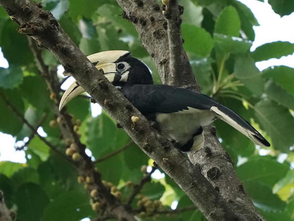 Oriental Pied-Hornbill - ML620484995