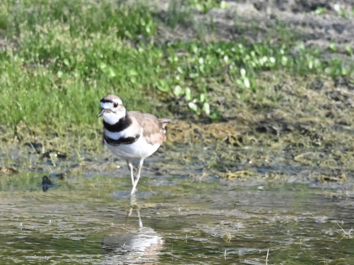 Keilschwanz-Regenpfeifer - ML620484998