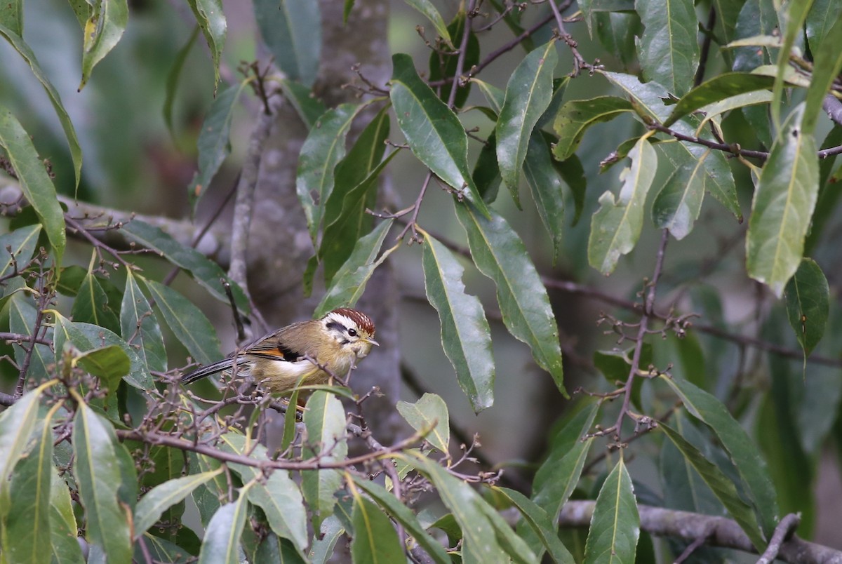 Rufous-winged Fulvetta - Peter Hosner