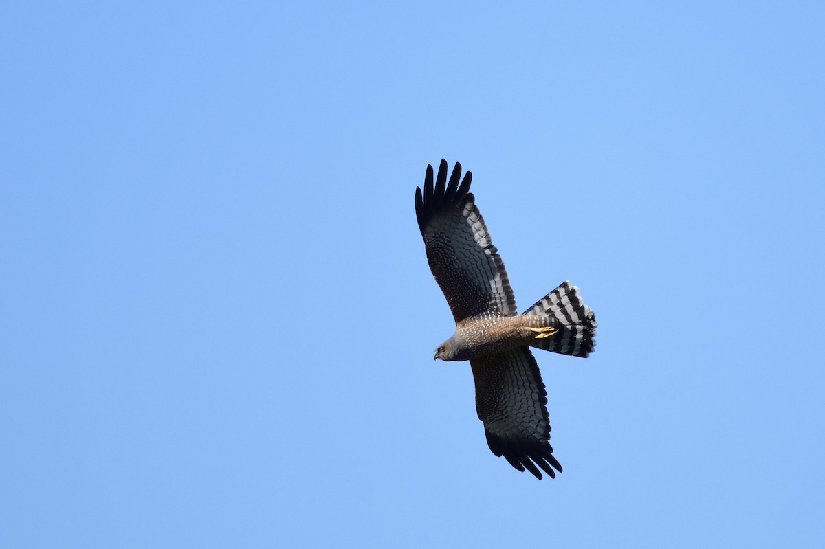 Spotted Harrier - ML620485010