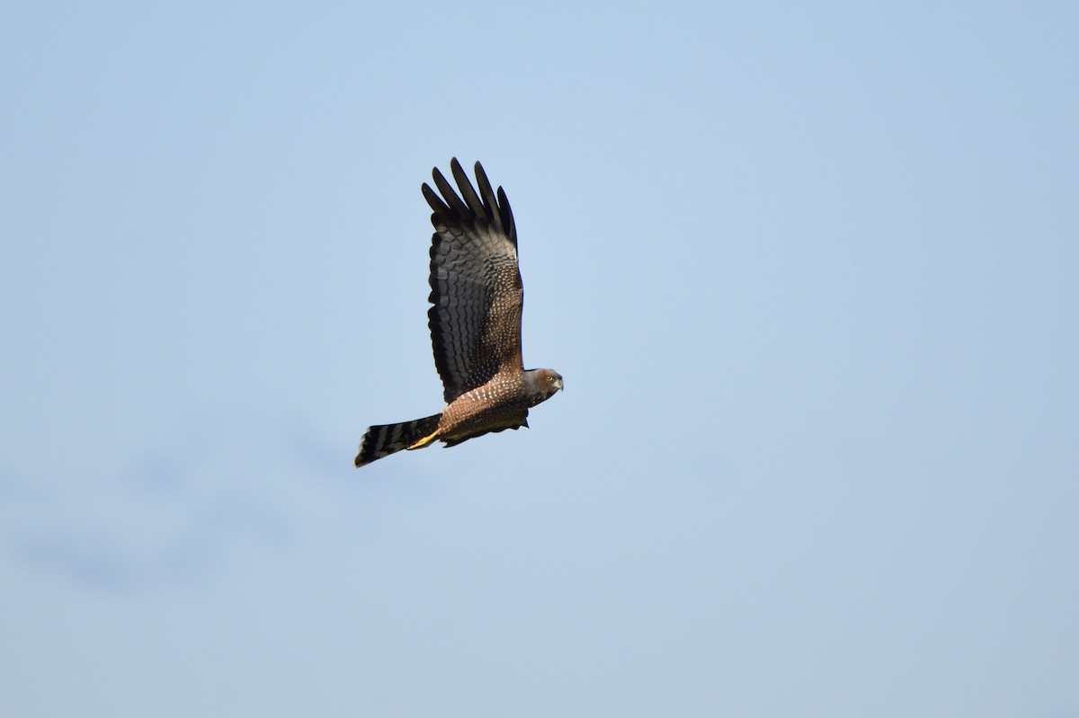 Spotted Harrier - ML620485012
