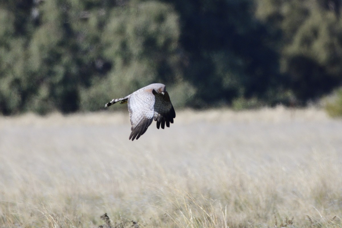 Spotted Harrier - ML620485013