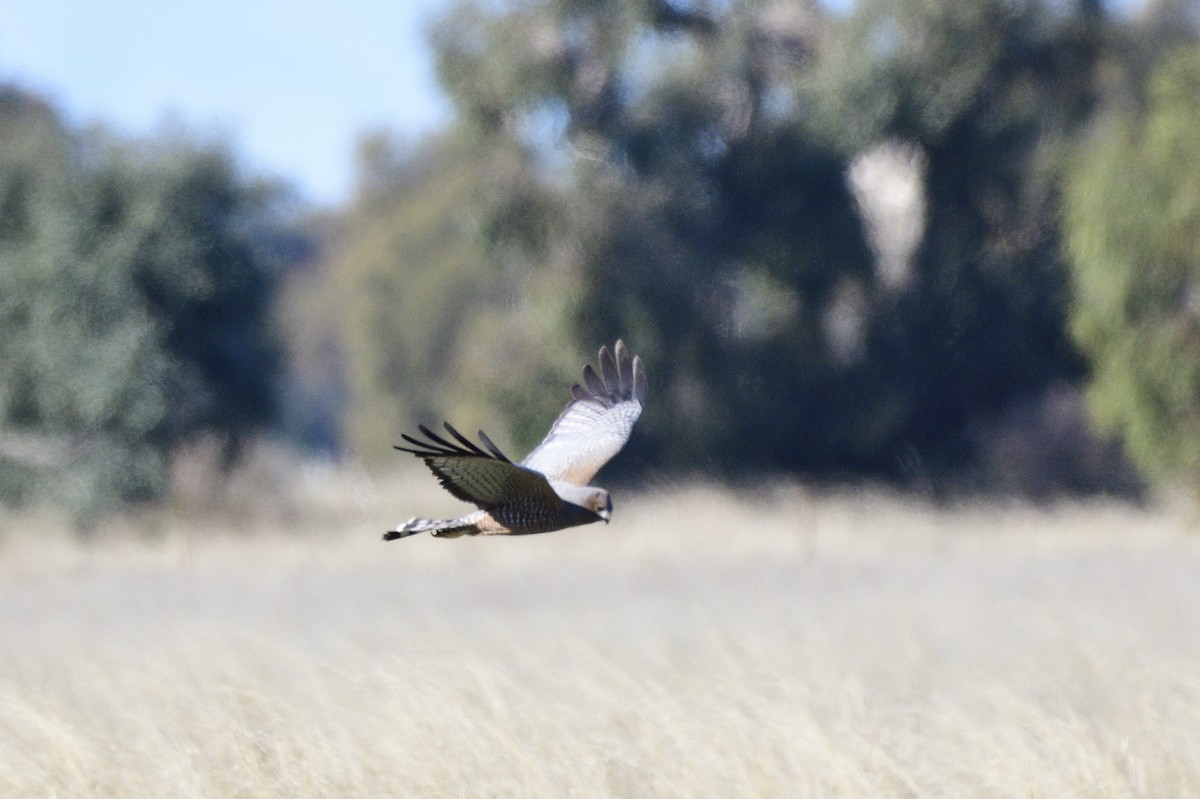 Spotted Harrier - ML620485014