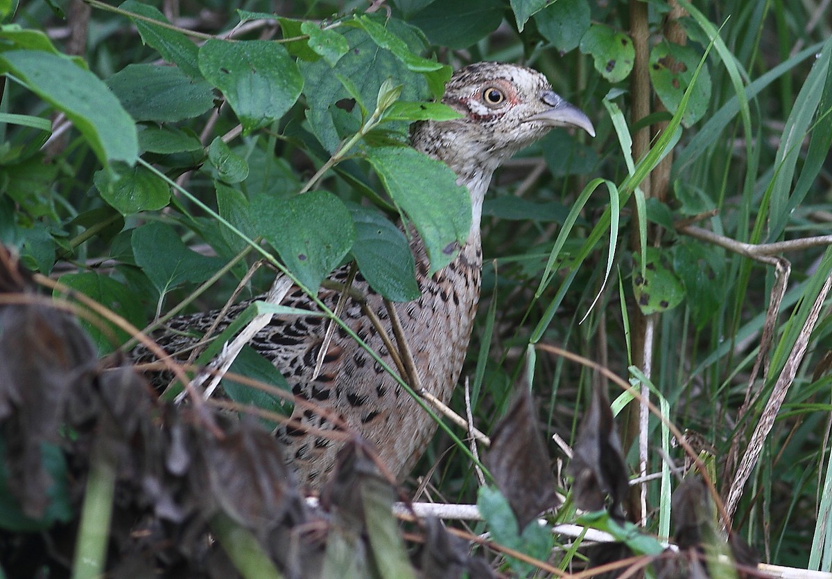 Ring-necked Pheasant - ML620485016