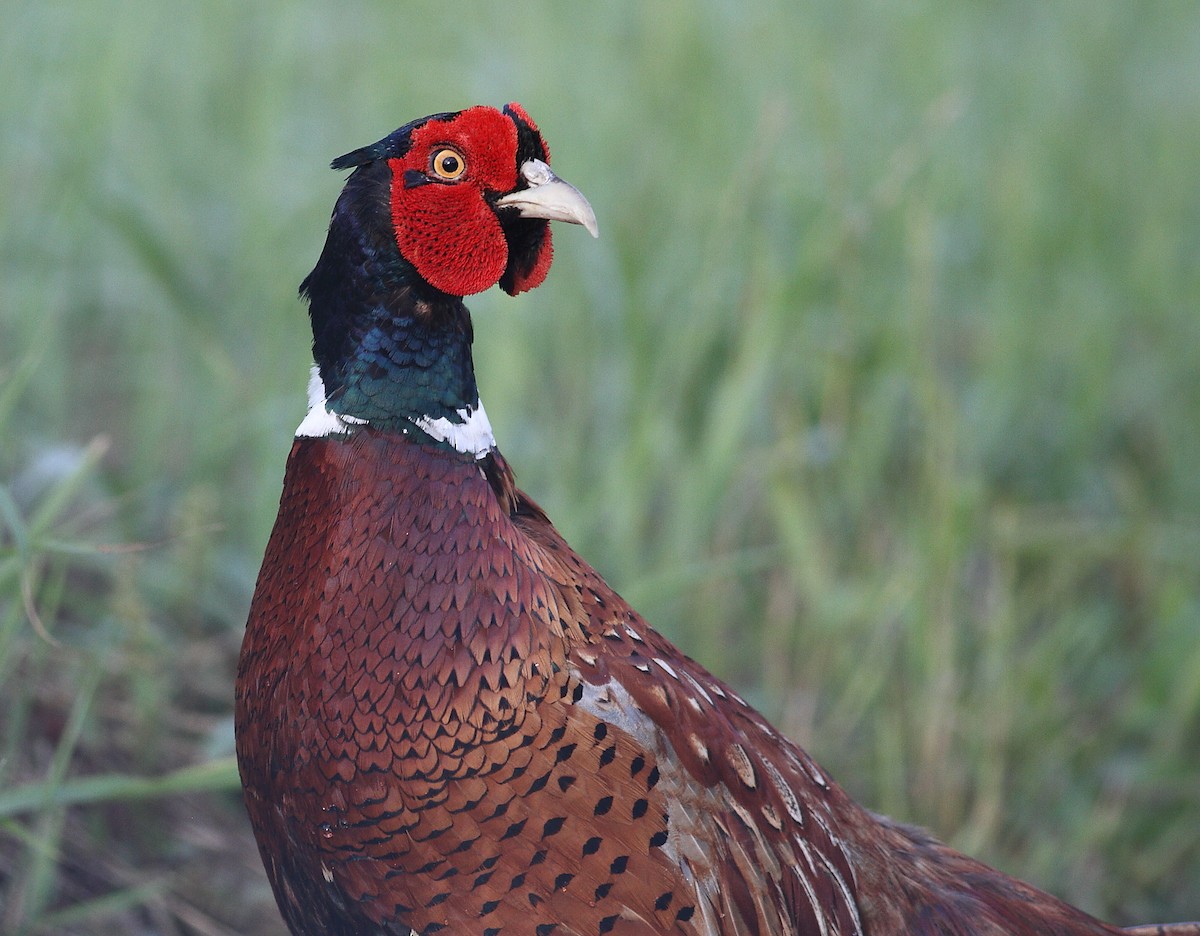 Ring-necked Pheasant - ML620485018