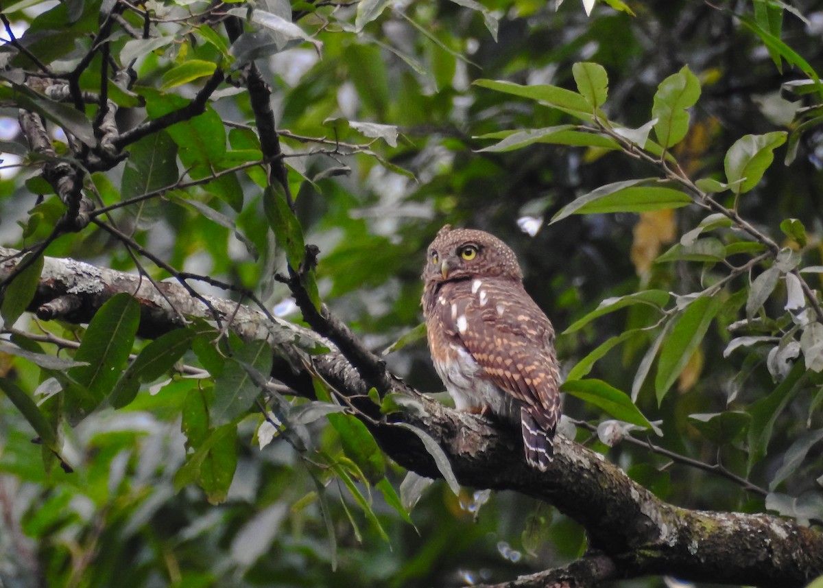 Asian Barred Owlet - ML620485020