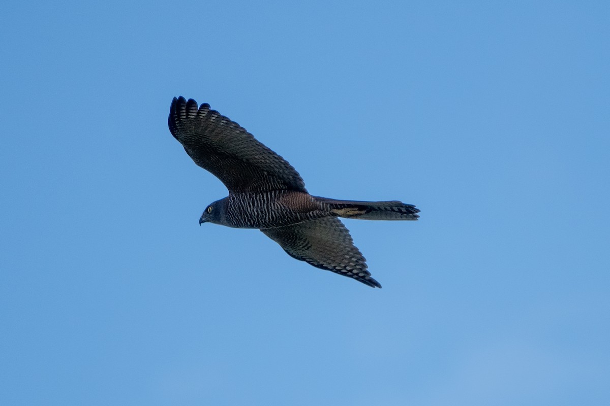 Brown Goshawk - ML620485022