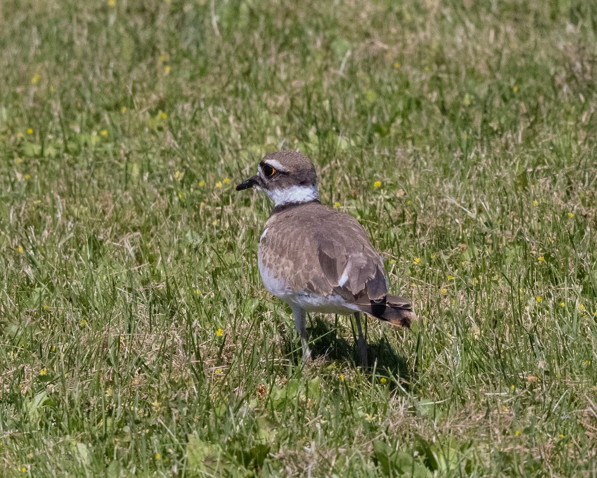 Killdeer - ML620485023