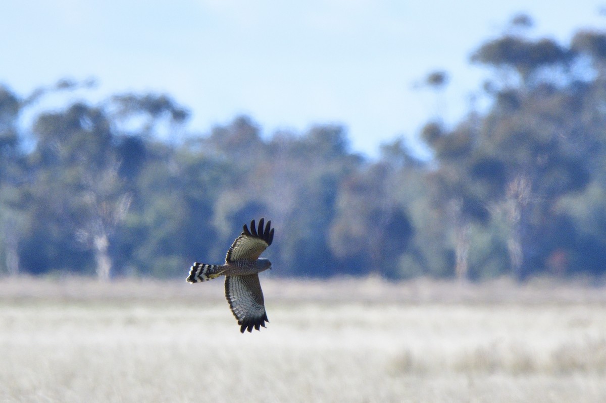 Spotted Harrier - ML620485030