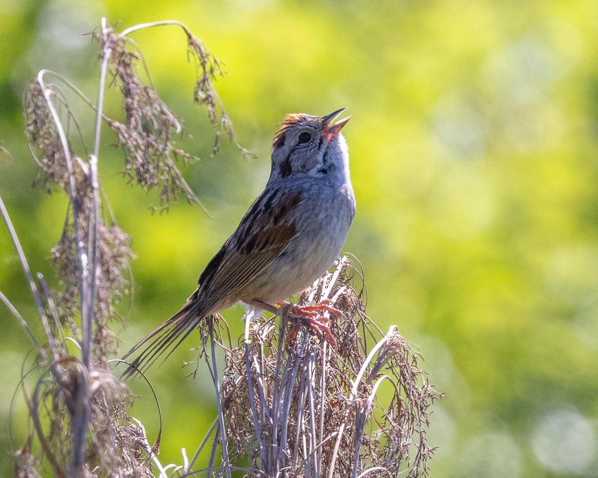 Swamp Sparrow - ML620485032