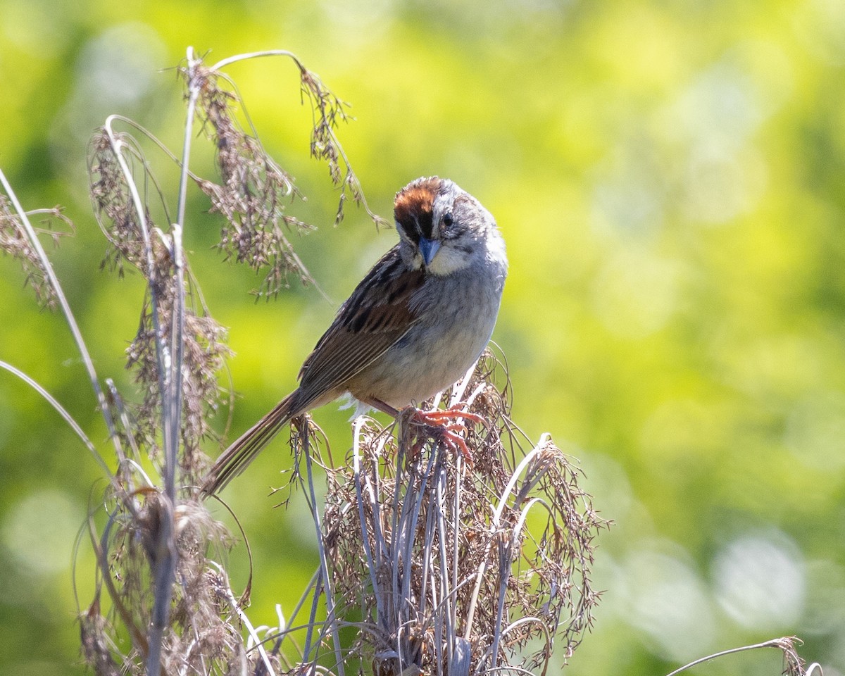 Swamp Sparrow - ML620485033