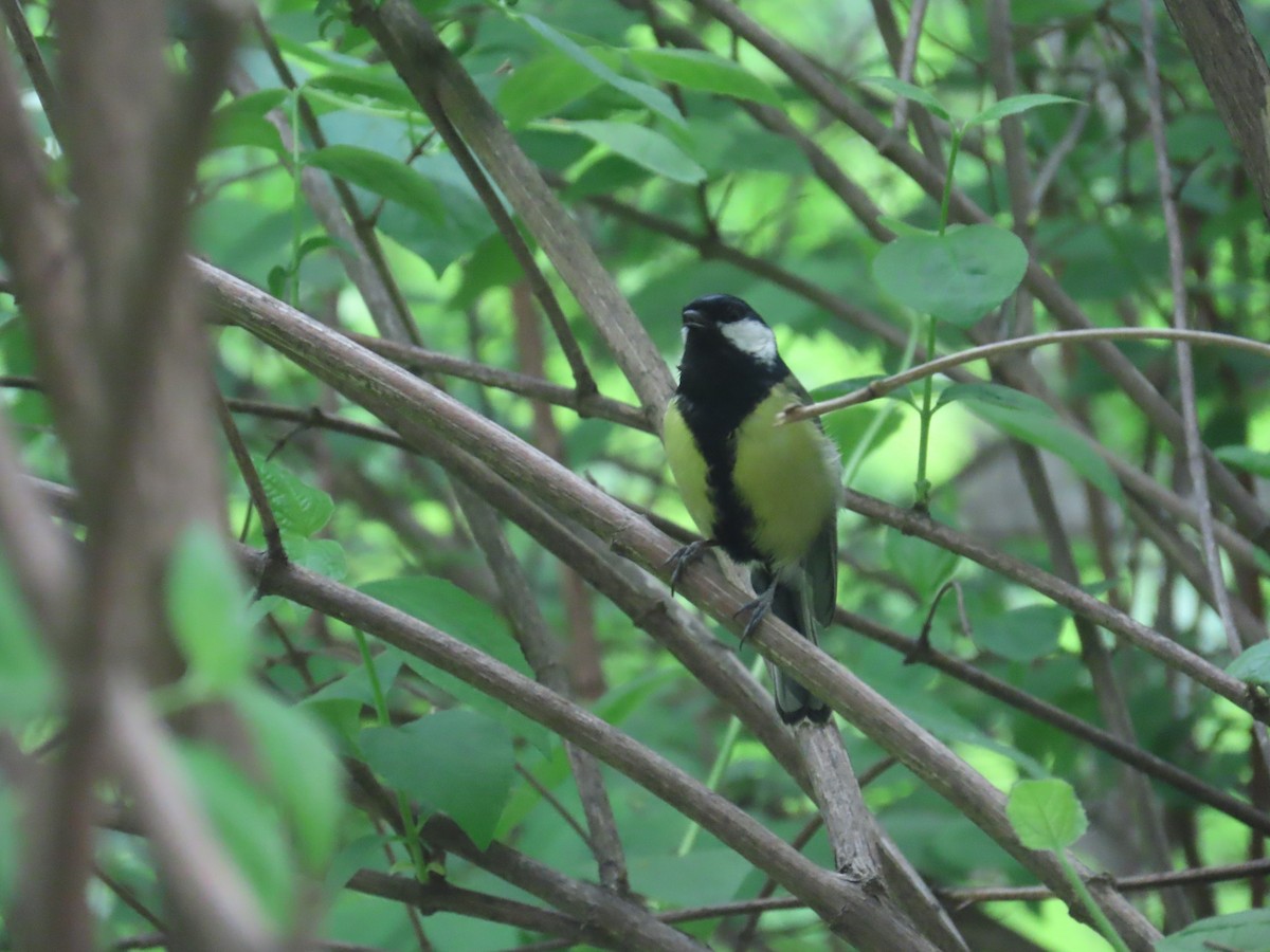 Great Tit - ML620485035