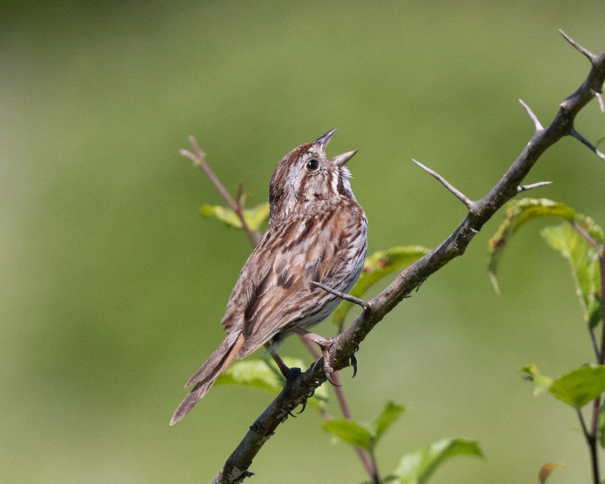 Song Sparrow - ML620485038