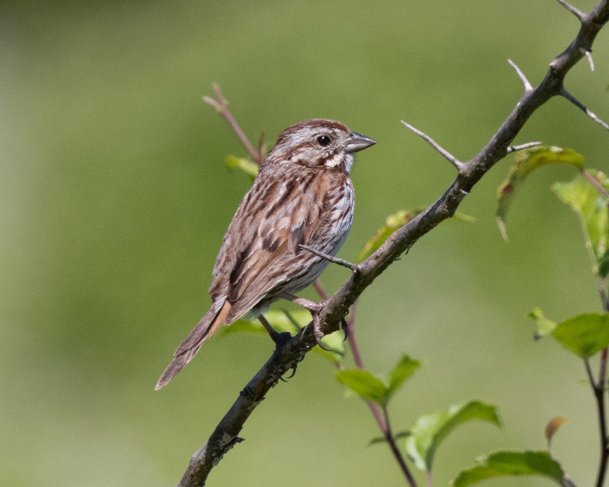 Song Sparrow - ML620485039