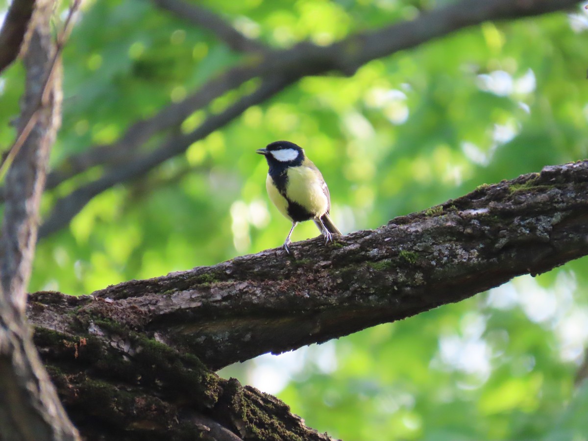 Mésange charbonnière - ML620485049