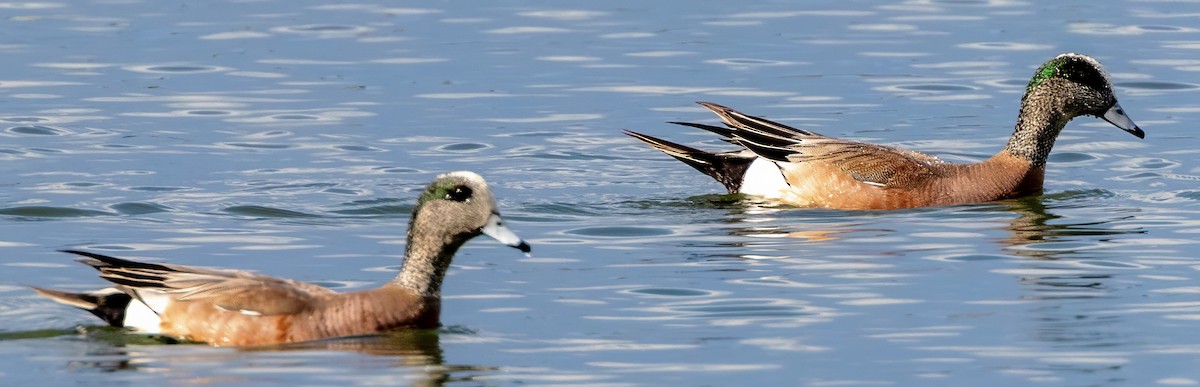 American Wigeon - ML620485051