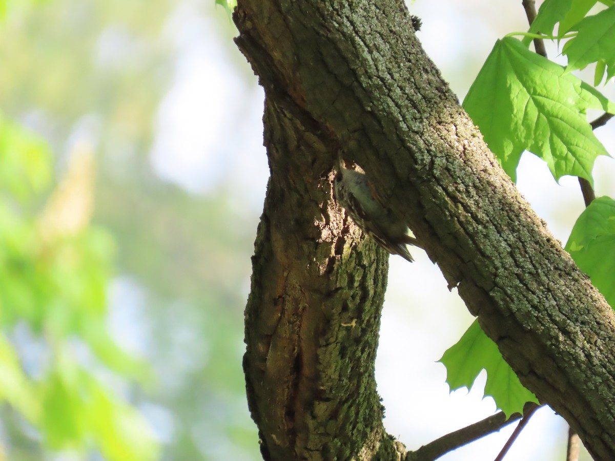 Short-toed Treecreeper - ML620485053