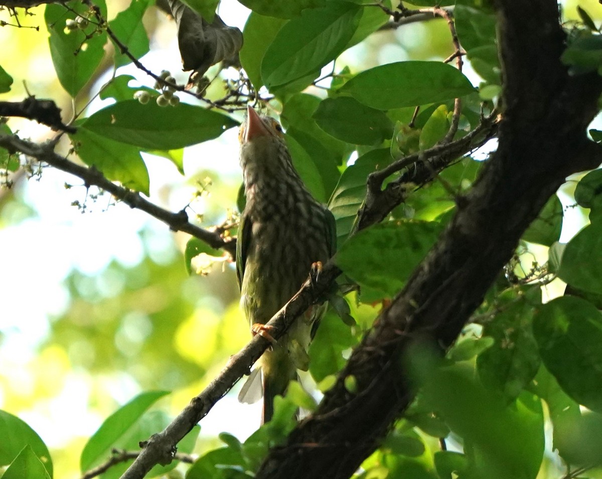 Lineated Barbet - ML620485056