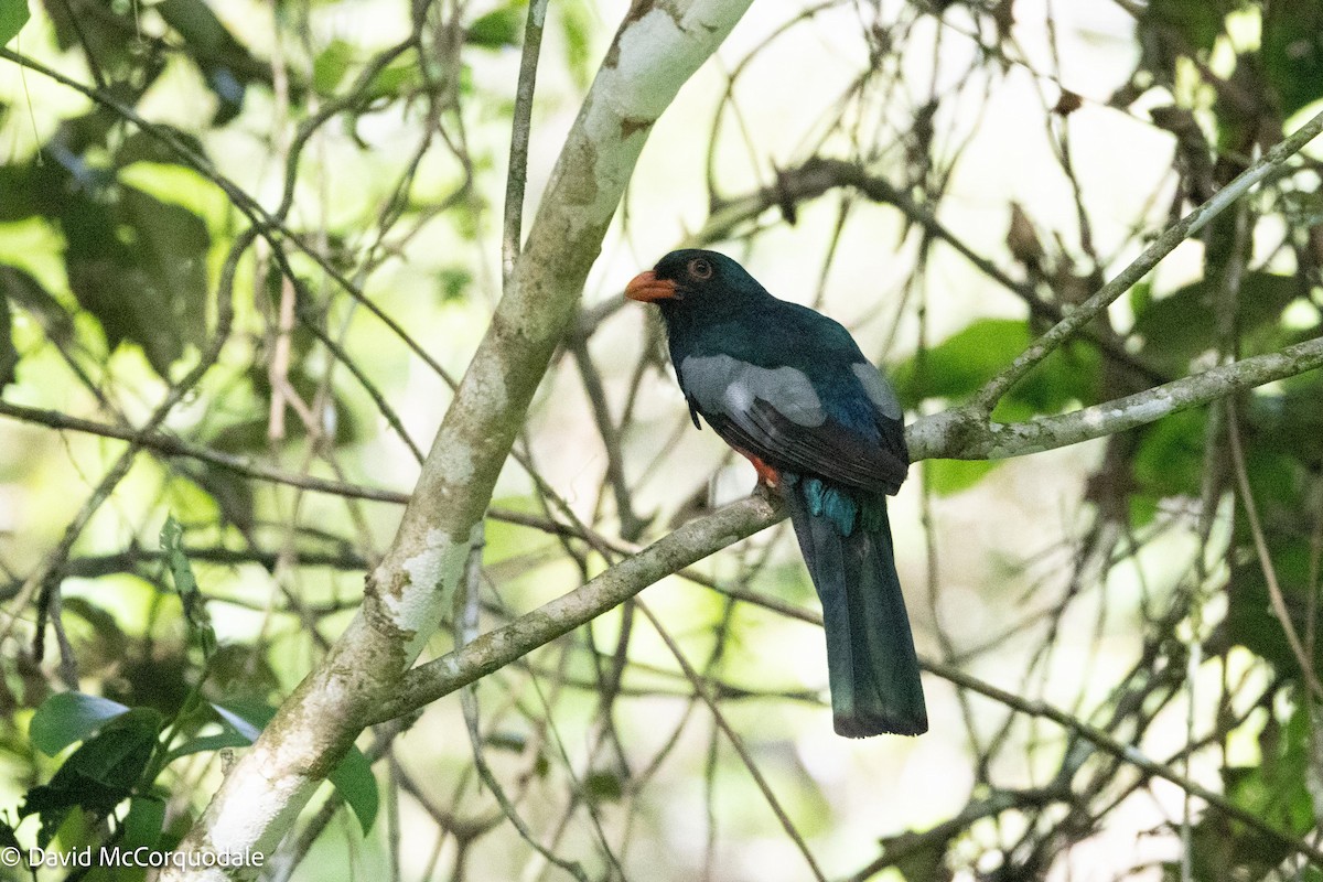 Gri Kuyruklu Trogon - ML620485062