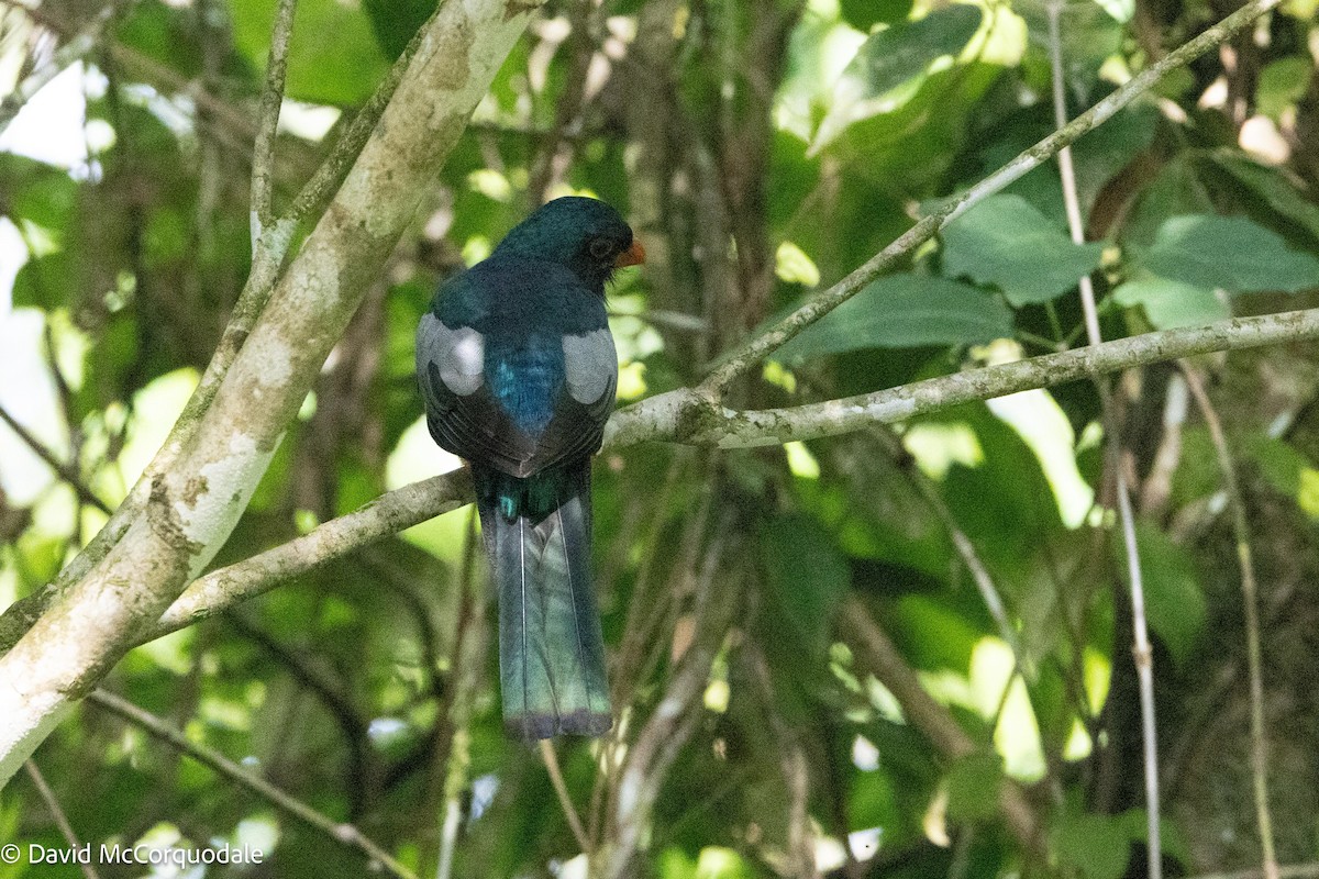 Trogon de Masséna - ML620485063