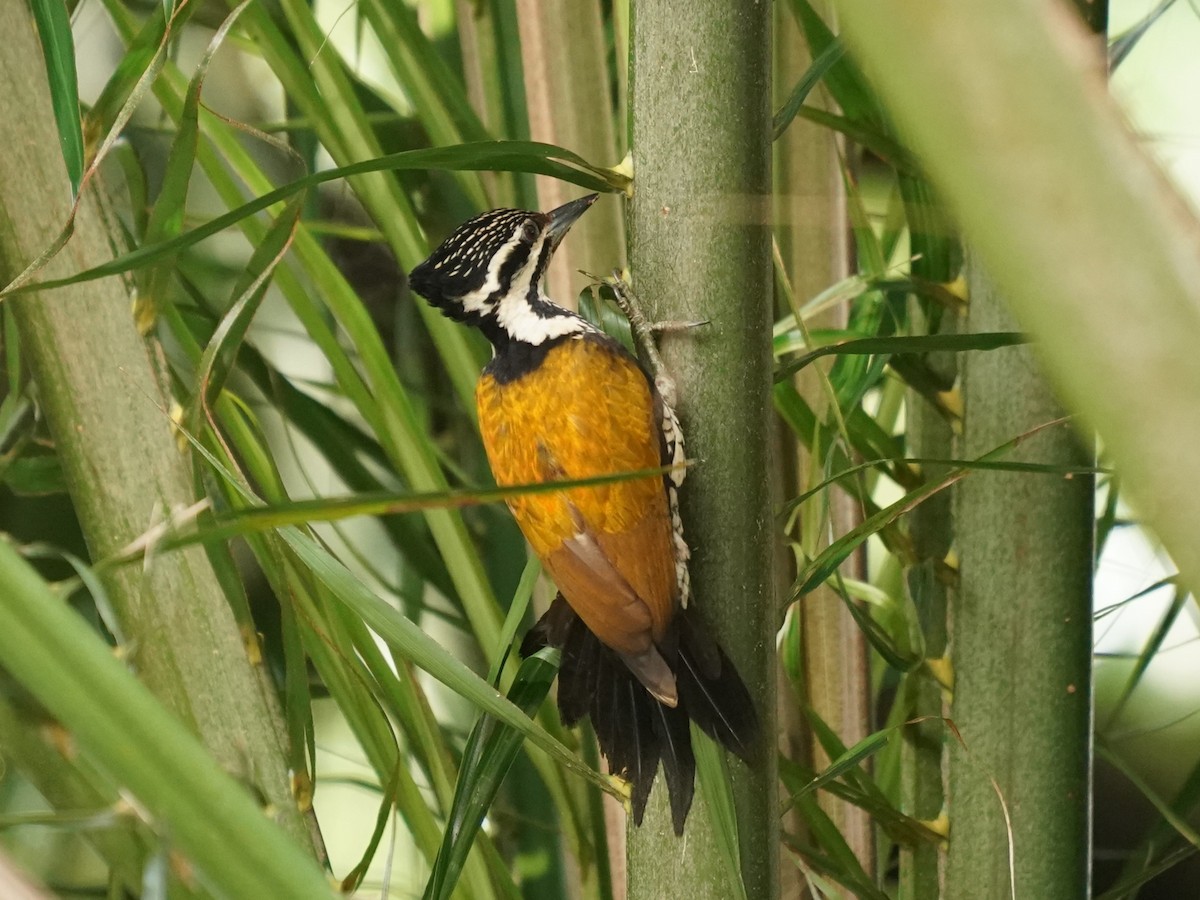 Common Flameback - ML620485064