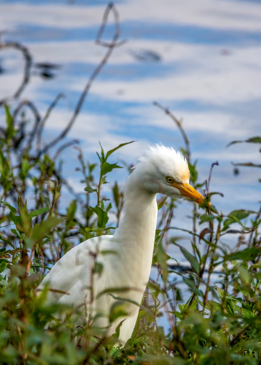 Eastern Cattle Egret - ML620485065