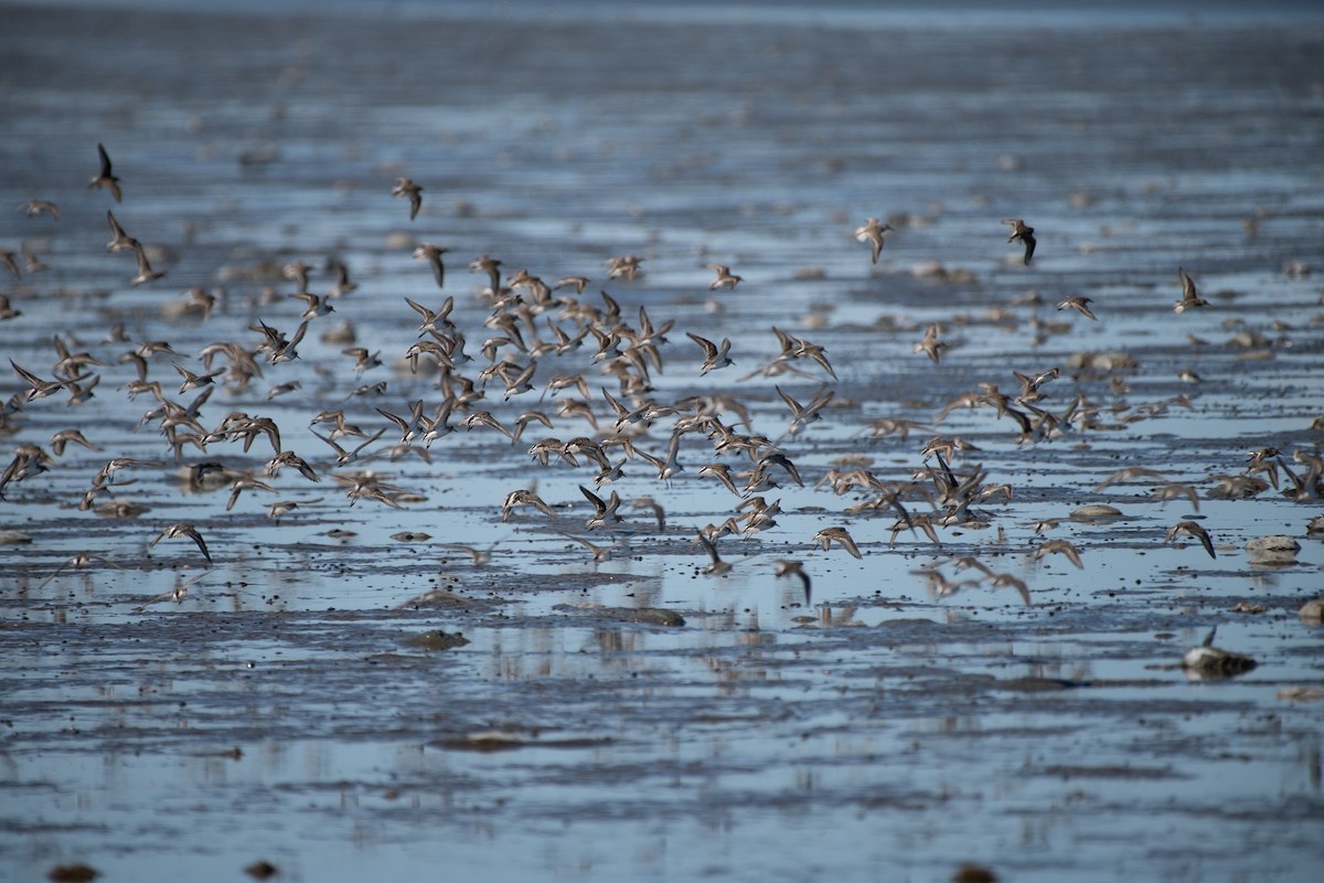 Semipalmated Sandpiper - ML620485067