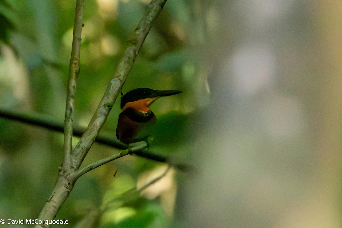 American Pygmy Kingfisher - ML620485068